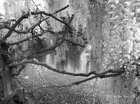 Bois des Moutiers (66) Juin 2012